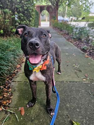 A happy black and white dog with a colorful bandana standing on a sidewalk.