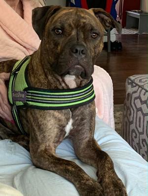 Rhodie, American Staffordshire Terrier, adult, available for adoption