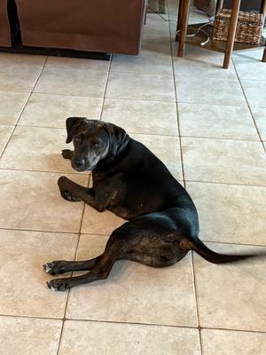 Stella, Catahoula Leopard Dog, adult, available for adoption