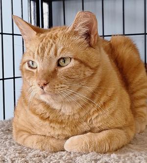 Garfield, adult, available for adoption