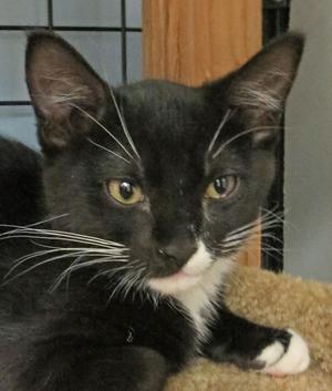 A black and white cat with yellow eyes and long whiskers is lying on a brown surface. The cat has a white patch on its chest and a white tip on its paw. The background includes a wooden structure and a wire mesh.