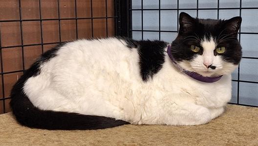 Eevee, adult, available for adoption