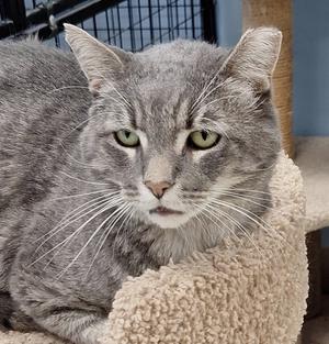 A gray tabby cat with green eyes resting on a beige, textured surface.