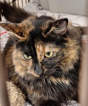 Flurry Bean, adult, available for adoption