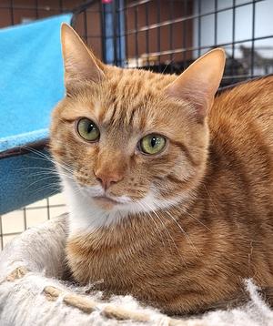 Rongie, adult, available for adoption