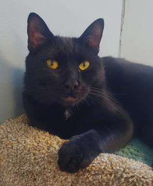 Mystic, adult, available for adoption