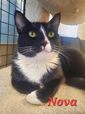 Nova, adult, available for adoption