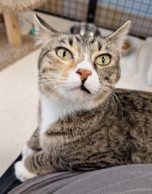 Zula, adult, available for adoption