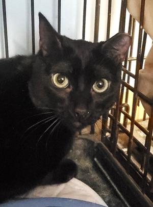 Dahlia, adult, available for adoption