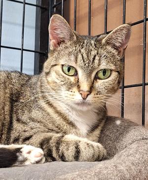 Sativa & Stormie - bonded pair, adult, available for adoption