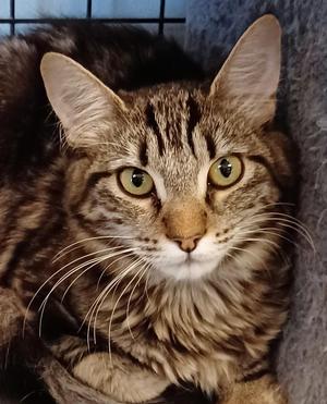 Sativa & Stormie - bonded pair, adult, available for adoption