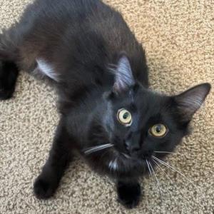 Domino, young, available for adoption