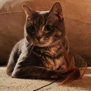 Sweet Pea, adult, available for adoption