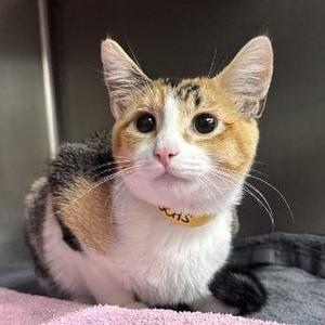 Petal, kitten, available for adoption