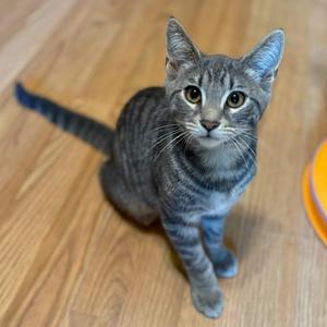 A gray tabby cat sitting on a wooden floor, looking up with wide eyes.