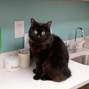 Barbie, adult, available for adoption