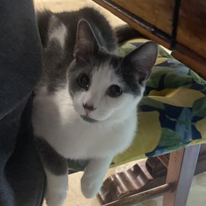 Cole, kitten, available for adoption