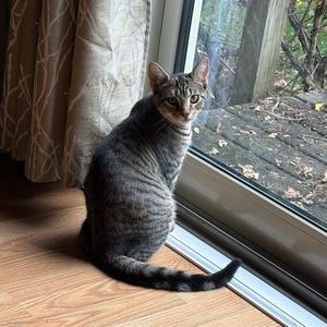 Mia, kitten, available for adoption