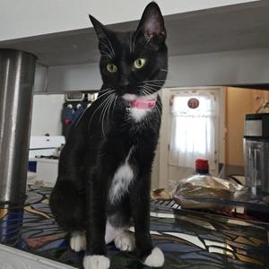 Maxine, young, available for adoption