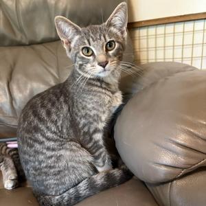 A gray tabby cat sitting on a brown leather couch.