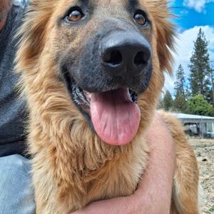 Maple-Mom of the Fall Pups, German Shepherd Dog, adult, available for adoption
