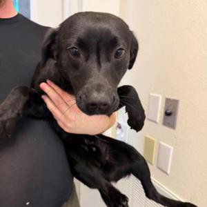 Woody, Black Labrador Retriever, young, available for adoption