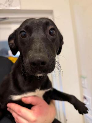 A close-up of a black dog with a white patch on its chest, being held by a person's hand.