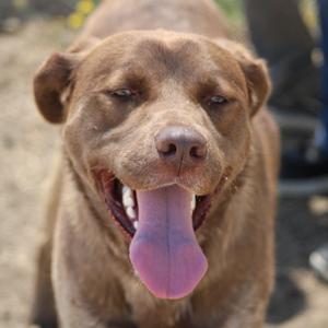 A brown dog with its tongue out, looking happy and panting.