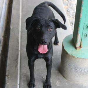 Buzz, Black Labrador Retriever, young, available for adoption