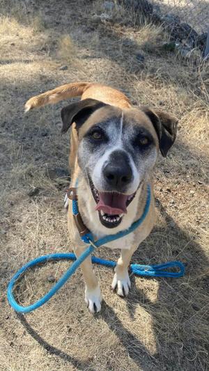 A brown and white dog with a blue leash, standing on dry grass and looking up with its mouth open.