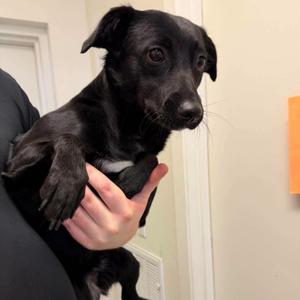 Jessie, Black Labrador Retriever, young, available for adoption