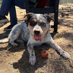 River, Australian Cattle Dog / Blue Heeler, adult, available for adoption