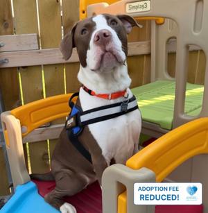 Ella (Periwinkle), American Pit Bull Terrier, young, available for adoption