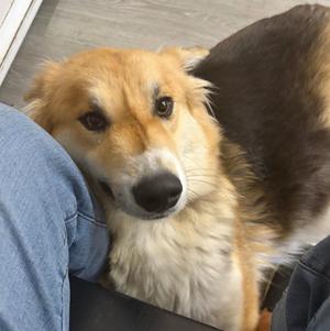 Bailey, German Shepherd Dog, puppy, available for adoption