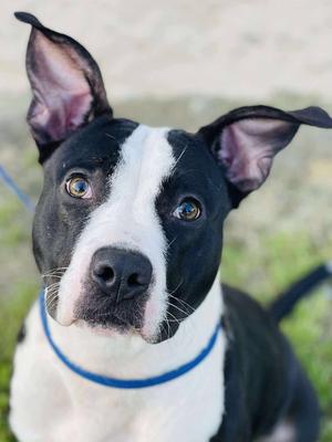 Drew, Pit Bull Terrier, young, available for adoption