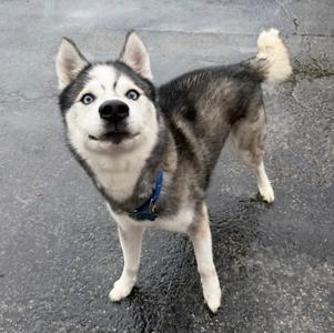 A husky dog with blue eyes and a black and white coat standing on a paved surface.