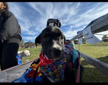 Dante, Pit Bull Terrier, puppy, available for adoption