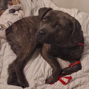 Ellie, Cane Corso, puppy, available for adoption
