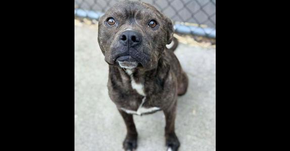 Falafel, Pit Bull Terrier, puppy, available for adoption