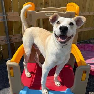 Frost, Labrador Retriever, adult, available for adoption
