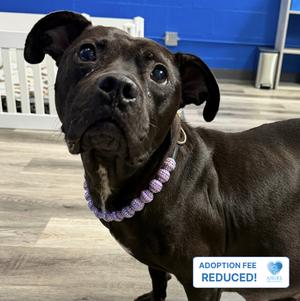 Darla, Pit Bull Terrier, young, available for adoption