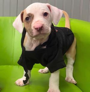 Applesauce, Pit Bull Terrier, puppy, available for adoption