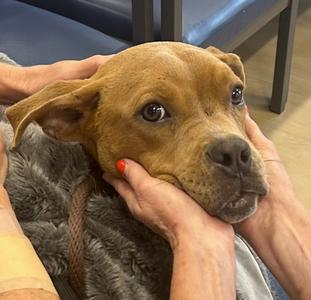 Bruno, Pit Bull Terrier, puppy, available for adoption