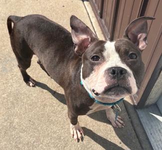 Dinora, American Staffordshire Terrier, adult, available for adoption