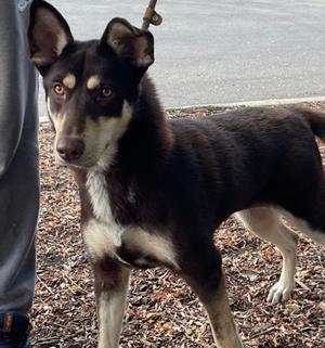 Daisy, Australian Kelpie, young, available for adoption