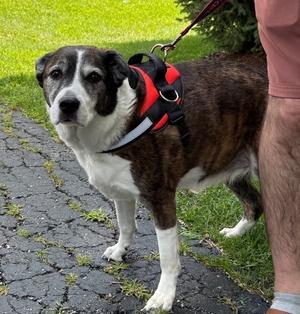Brinn, St. Bernard, senior, available for adoption