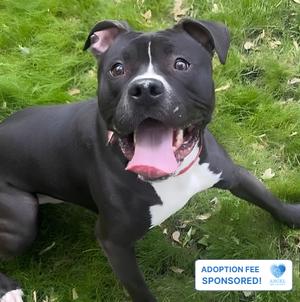 Cheese, Pit Bull Terrier, young, available for adoption