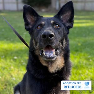 Bullet, German Shepherd Dog, senior, available for adoption
