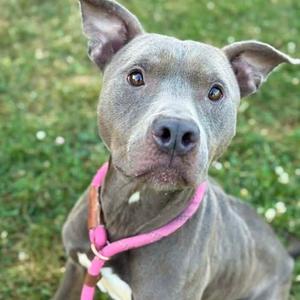 A gray pit bull dog with a pink collar, sitting on grass and looking at the camera.