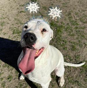 Bruce, Dogo Argentino, young, available for adoption